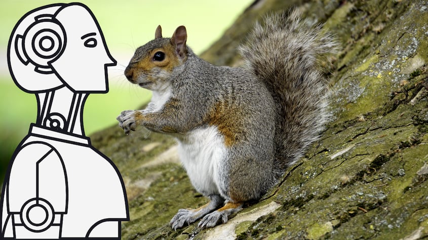 ¿Ardillas robots? El nuevo experimento para la vigilancia de áreas verdes