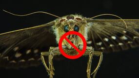 Evita la aparición de polillas con estos trucos caseros