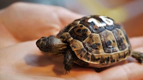 Si tienes alguna de estas mascotas, podrías llevarte una multa de hasta 200.000 Euros