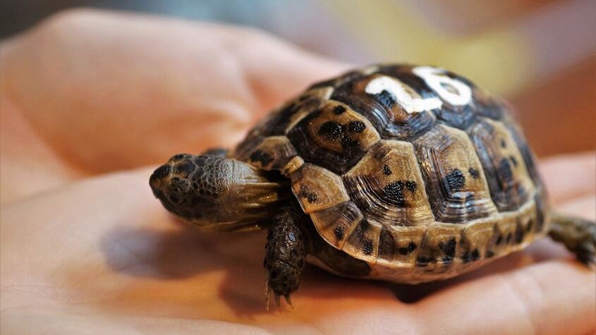 Tortuga