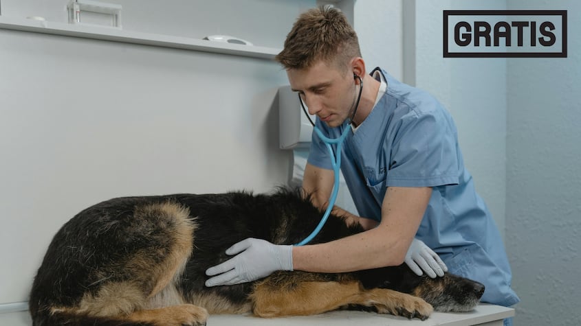 Los casos con los que puedes llevar gratis a tu mascota al veterinario