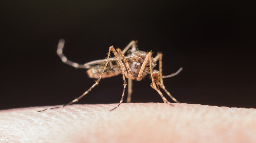 Mosquito (Virus del Nilo Occidental)