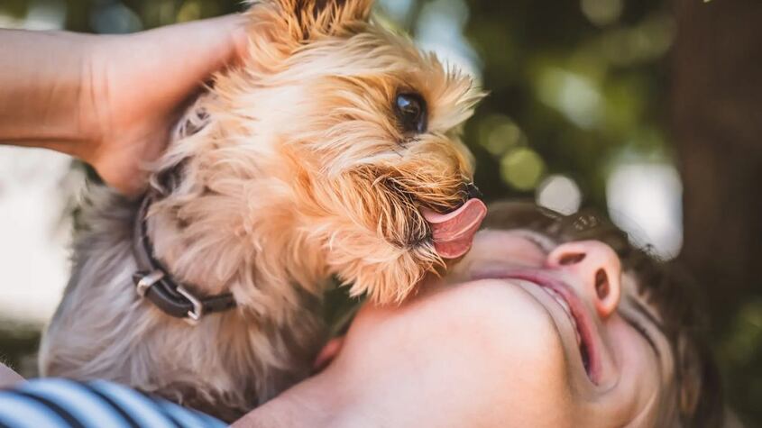 Perro.