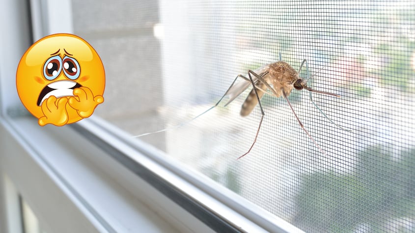 ¿Qué enfermedades transmite el Mosquito del Japón? la plaga del invierno en España