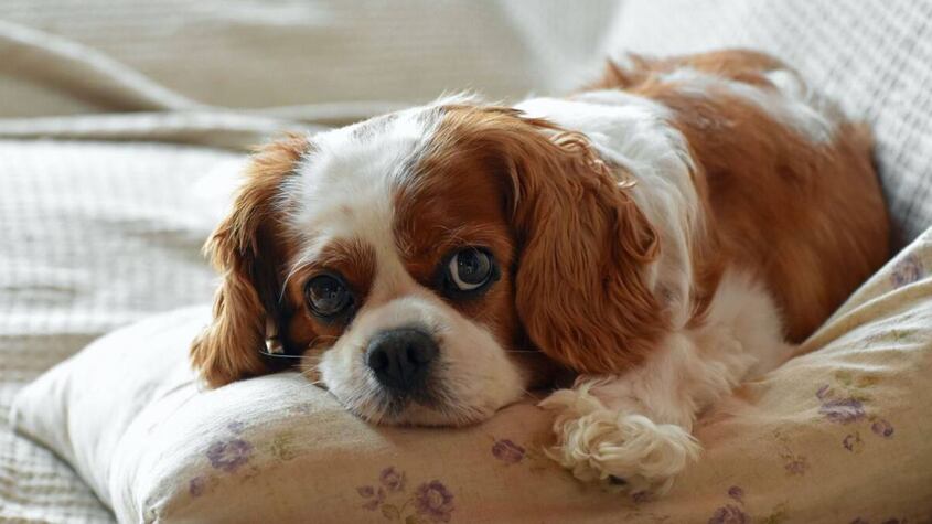 Cavalier King Charles Spaniel.