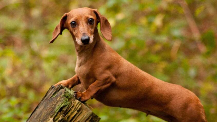 Perro Salchicha