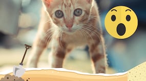 7 usos desconocidos pero útiles de la arena para gatos