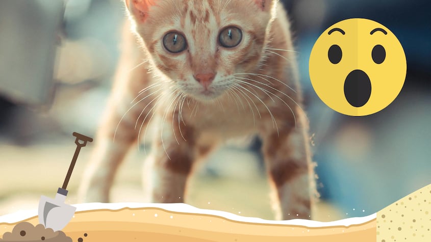 7 usos desconocidos pero útiles de la arena para gatos