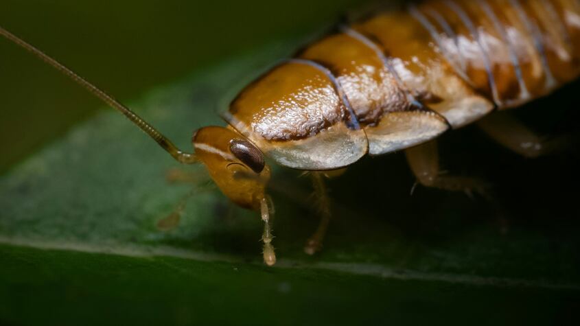 ¿Una nueva cucaracha llega a España? Esto dicen los expertos