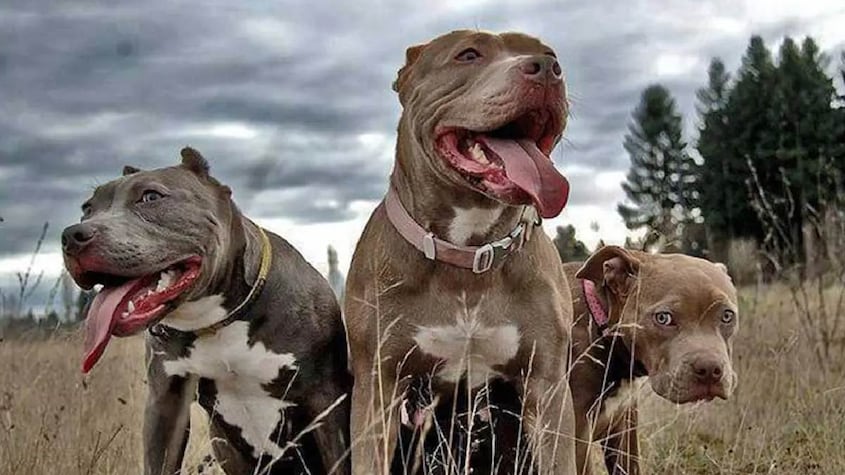 Pitbull Terrier Americano