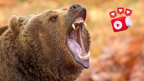 Duda resuelta: ¿Qué debemos hacer si un oso ataca? - Respuesta viral en redes