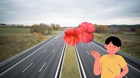 ¿Cómo se llama la planta que separa las direcciones de las autovías?