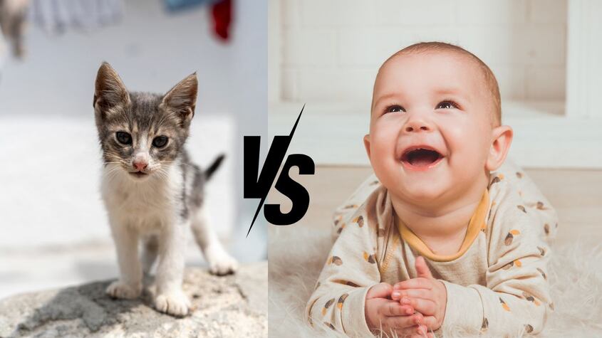 Gatos Vs Bebes