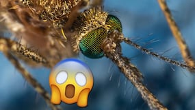 ¿Cómo identificar los síntomas causados por el virus del Nilo Occidental?