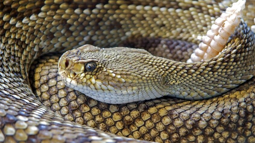 Víbora ataca a un hombre en su casa de Valdemorillo y esta grave