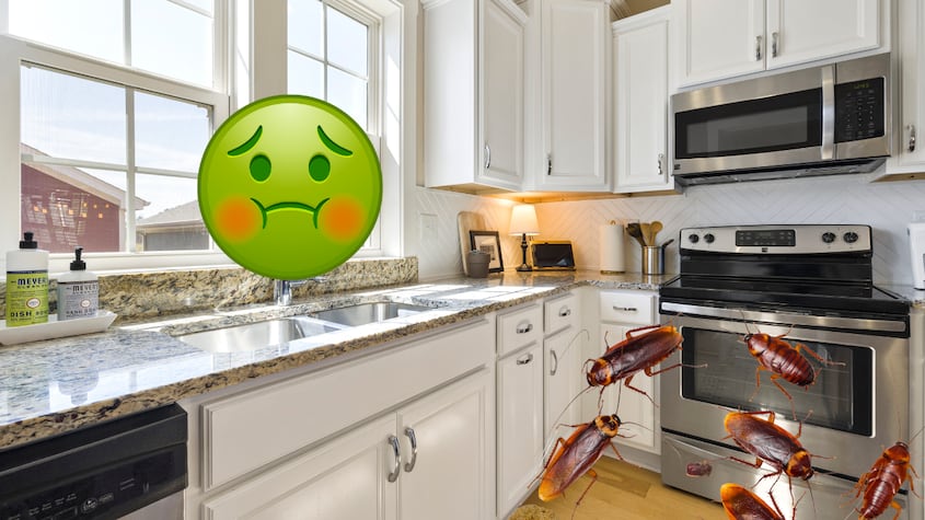 Descubre que electrodomestico de cocina anida cucarachas