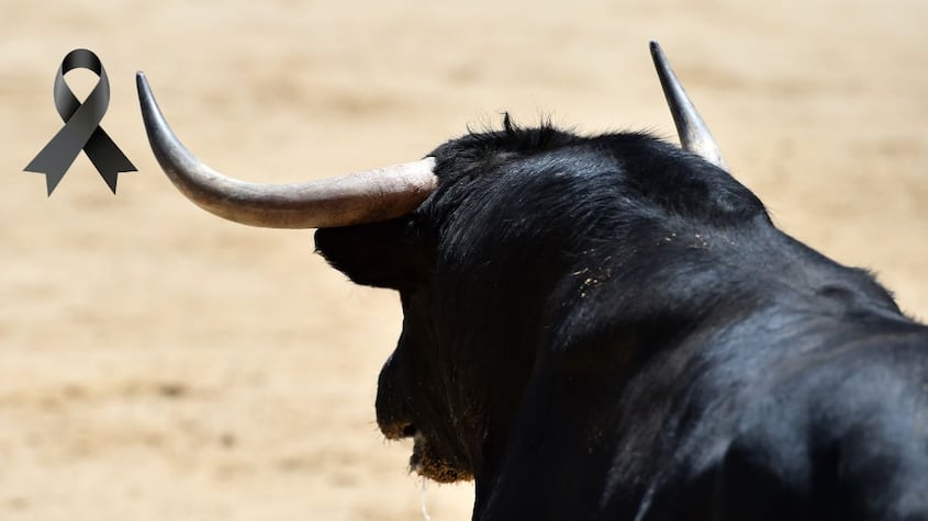 Toros