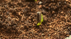 Cuidado con cometer este error en tu jardín, podría costarte todo tu esfuerzo anterior