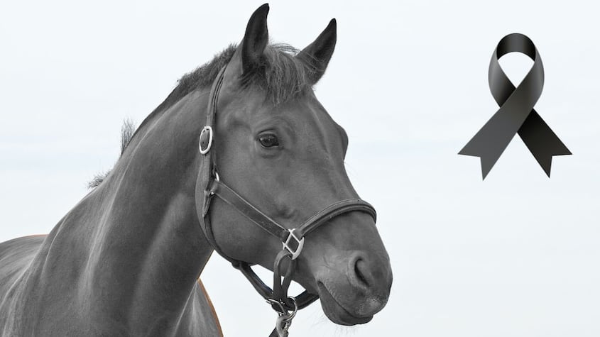 Caballo