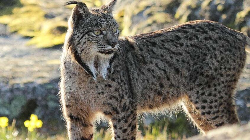 Lince Ibérico.