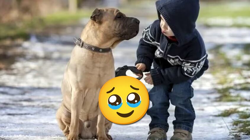 El tierno gesto de un niño con un perro callejero que conmovió a TikTok