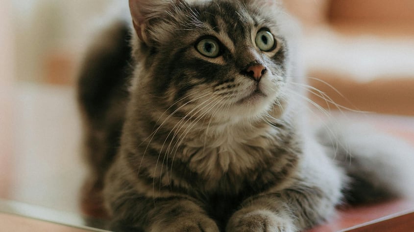 ¿Por qué los gatos mueven sus patas como si estuviesen amasando?