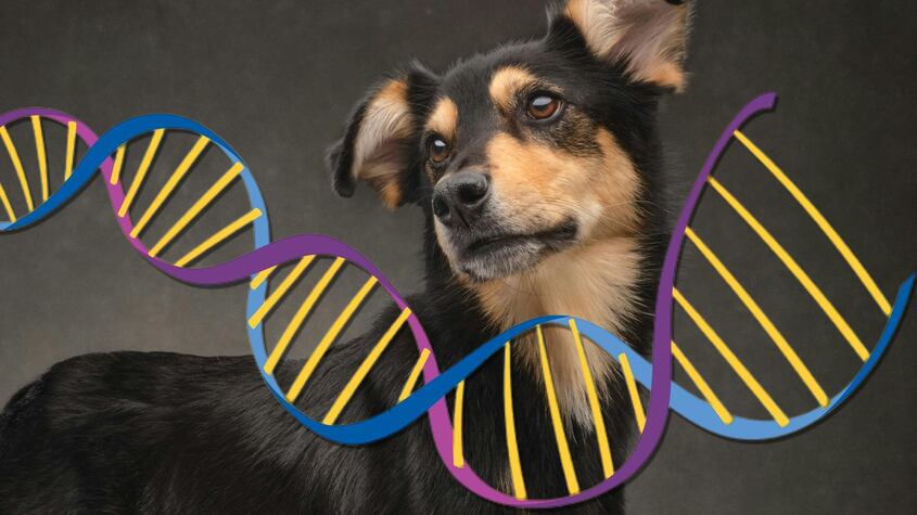 La cantidad de dinero que debes pagar para clonar a tu perro