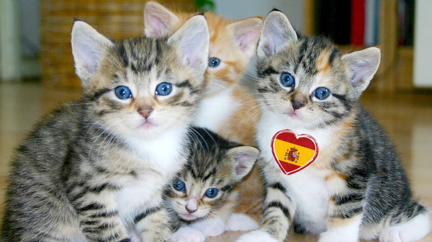 El Gobierno de España recordó que es necesario colocarles un microchip a los gatos domésticos