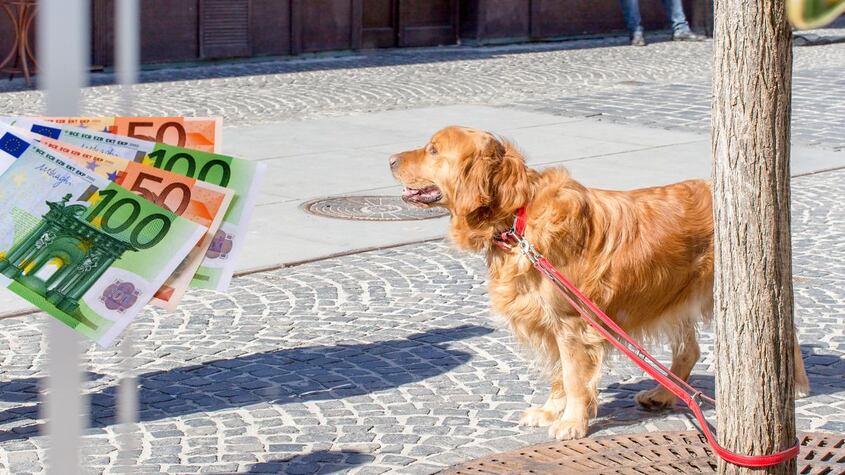 Perro atado en la calle.