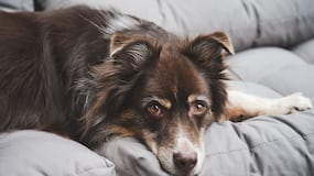 Así ayudan perros e inteligencia artificial a detectar el cáncer antes de que aparezcan los síntomas