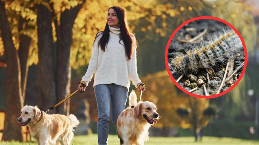 La Guardia Civil lanza importante advertencia a los dueños de perros en España