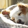 El tremendo error que cometes al llegar a casa con tu perro, según un adiestrador