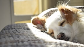 El tremendo error que cometes al llegar a casa con tu perro, según un adiestrador