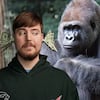 ¿Podrían 100 hombres derrotar a un gorila? MrBeast quiere probar este debate viral