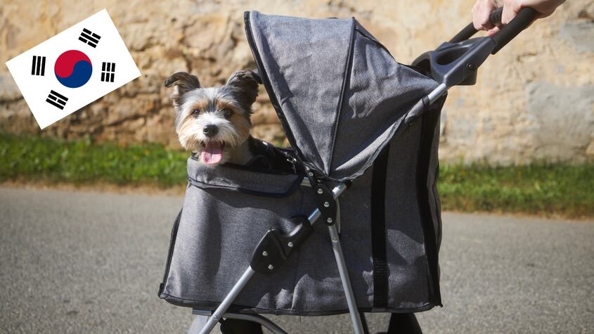 La venta de cochecitos para perros en Corea del Sur desnuda la crisis de natalidad