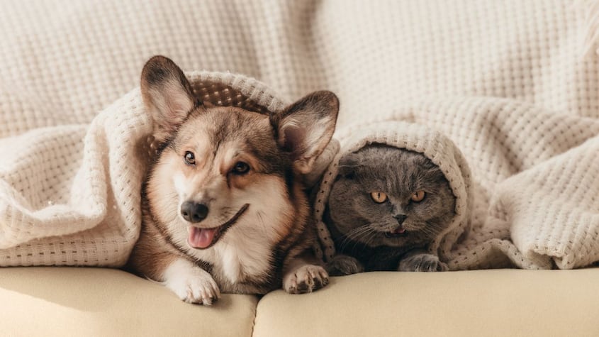 Mascotas