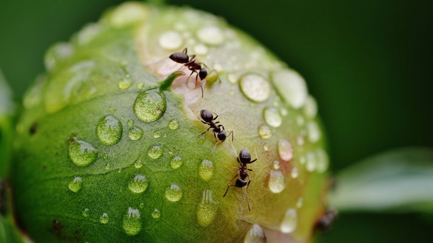 ¿Dónde aplicar este repelente natural y casero para ahuyentar hormigas?