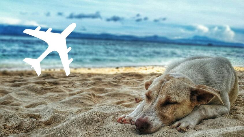 Ahora tu perro puede viajar en cabina de un avión contigo en esta aerolínea