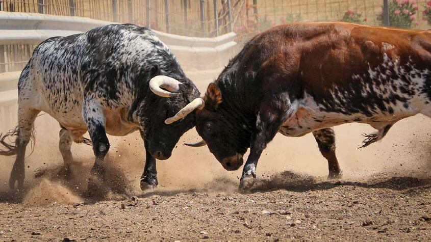 Toros.