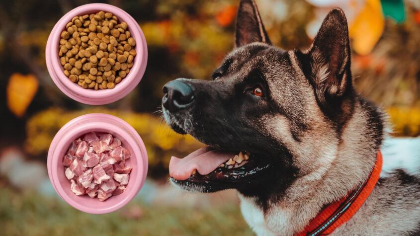 Di Adiós al pienso estándar: Especialistas responden cómo debe ser la dieta de tu perro o gato según su problema de salud