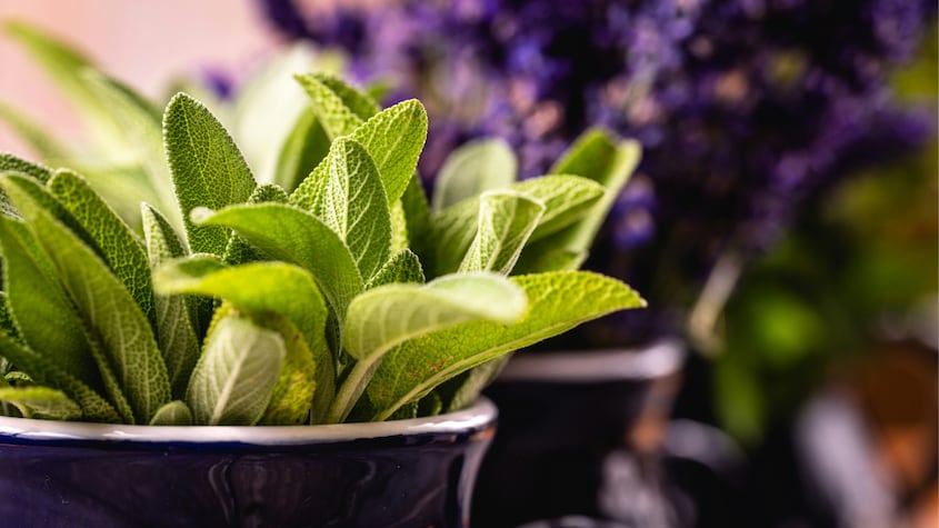 ¿Eres diabético? esta planta regulará tus niveles de azúcar