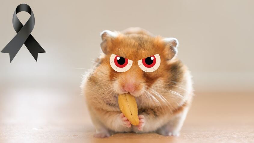 Hamster
