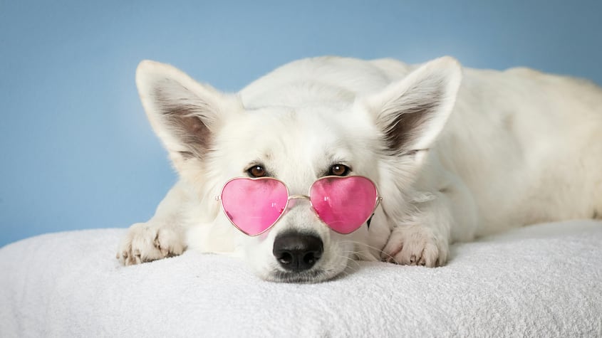 Expertos explican los 5 motivos por los que los perros se revuelcan en la ropa de los humanos
