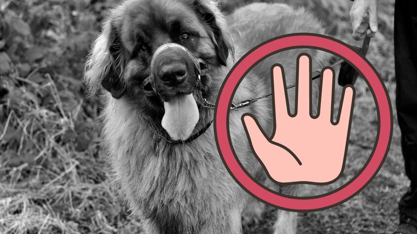 Niña es atacada por un perro y el dueño huye con el animal