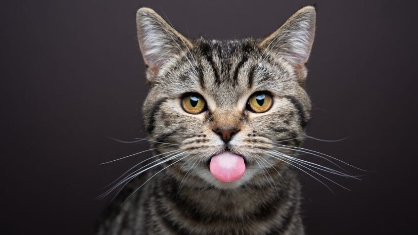 La explicación científica al por qué la lengua de los gatos es áspera
