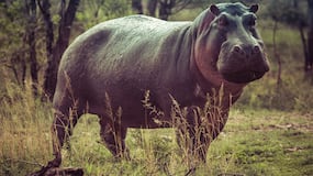 Día Mundial del Hipopótamo: una criatura enorme y extremadamente tierna
