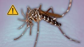 En Getafe se preparan así para prevenir problemas por el mosquito tigre