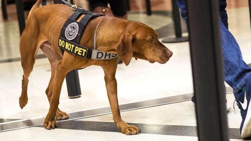 Perros detectores USB