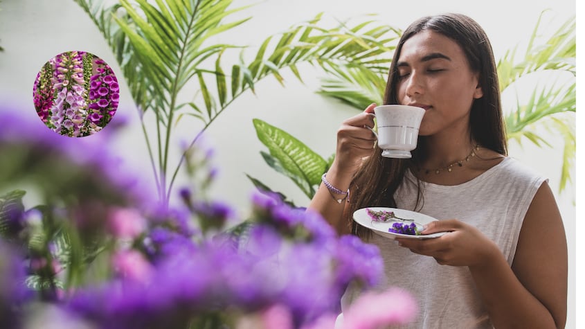 La planta que alivia el dolor de hemorroides y metrorragias
