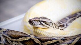 Mujer desaparecida es hallada dentro de una pitón de 5 metros en Indonesia